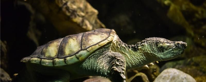 南京市棲霞區(qū)港之灣水族店