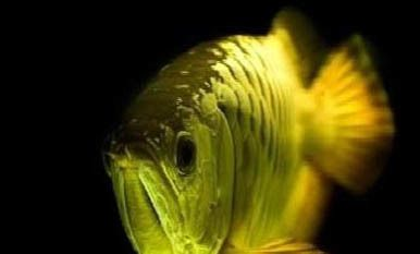 紅龍魚哪里產(chǎn)的最好養(yǎng)殖：紅龍魚最佳養(yǎng)殖產(chǎn)地介紹 紅龍魚哪里產(chǎn)的最好養(yǎng)殖：紅龍魚最佳養(yǎng)殖產(chǎn)地介紹 紅龍魚百科 第5張