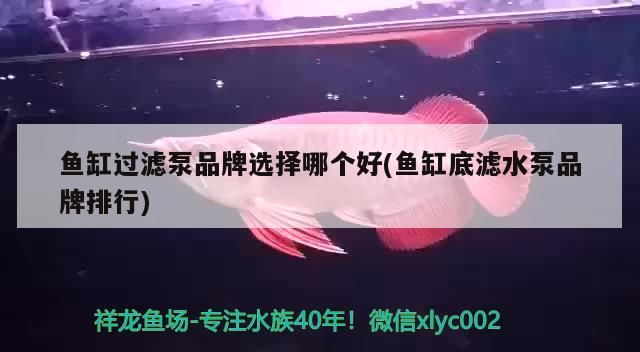 魚缸過濾泵品牌選擇哪個好(魚缸底濾水泵品牌排行)