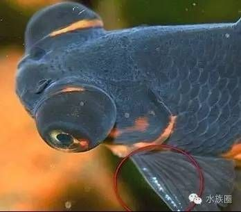過背金龍魚幼魚辨別公母:如何辨別過背金龍魚幼魚公母 金龍魚百科 第3張 過背金龍魚幼魚辨別公母:如何辨別過背金龍魚幼魚公母 過背金龍魚幼魚辨別公母:如何辨別過背金龍魚幼魚公母 金龍魚百科 第3張
