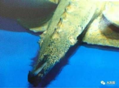魟魚翻過來了能搶救過來嗎有毒嗎:魟魚翻過來了能搶救嗎 魟魚百科 第1張 魟魚翻過來了能搶救過來嗎有毒嗎:魟魚翻過來了能搶救嗎 魟魚翻過來了能搶救過來嗎有毒嗎:魟魚翻過來了能搶救嗎 魟魚百科 第1張