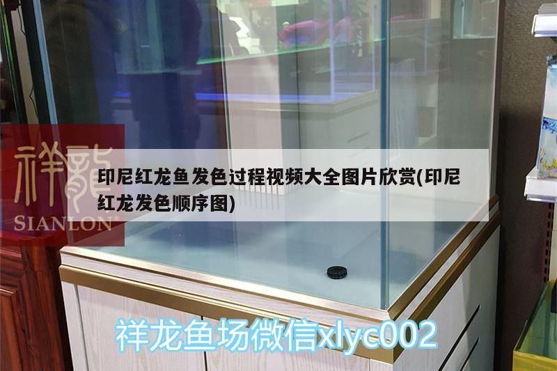 印尼紅龍魚發色過程視頻大全圖片欣賞(印尼紅龍發色順序圖) 印尼紅龍魚發色過程視頻大全圖片欣賞(印尼紅龍發色順序圖) 紅龍魚百科
