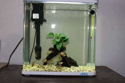觀賞魚貼吧水質（關于觀賞魚的水質管理）