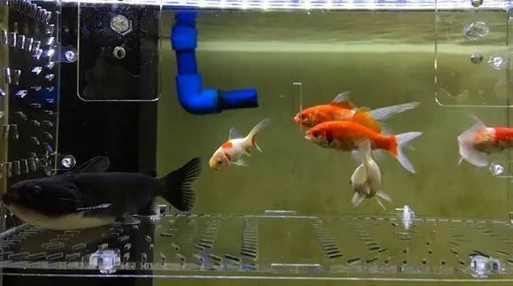 觀賞魚貼吧水質（關于觀賞魚的水質管理）