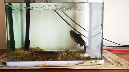 觀賞魚貼吧水質（關于觀賞魚的水質管理）
