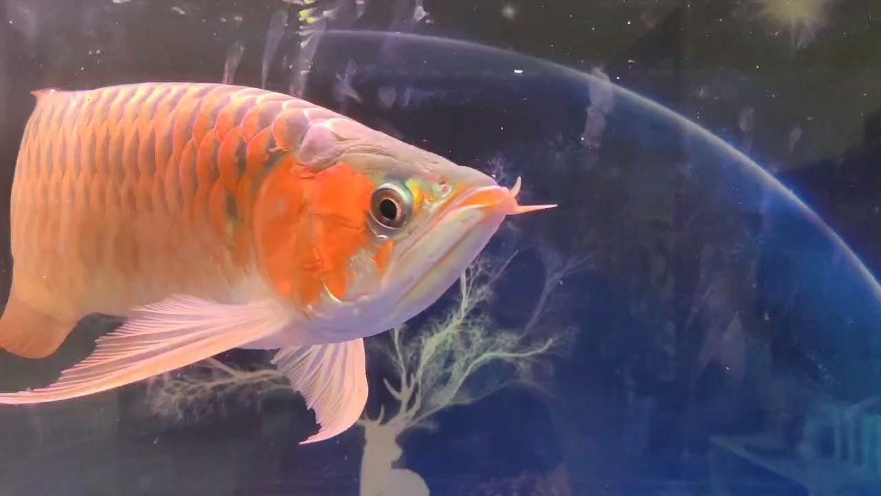 跳缸一個(gè)多月嘴兜了，眼也掉了