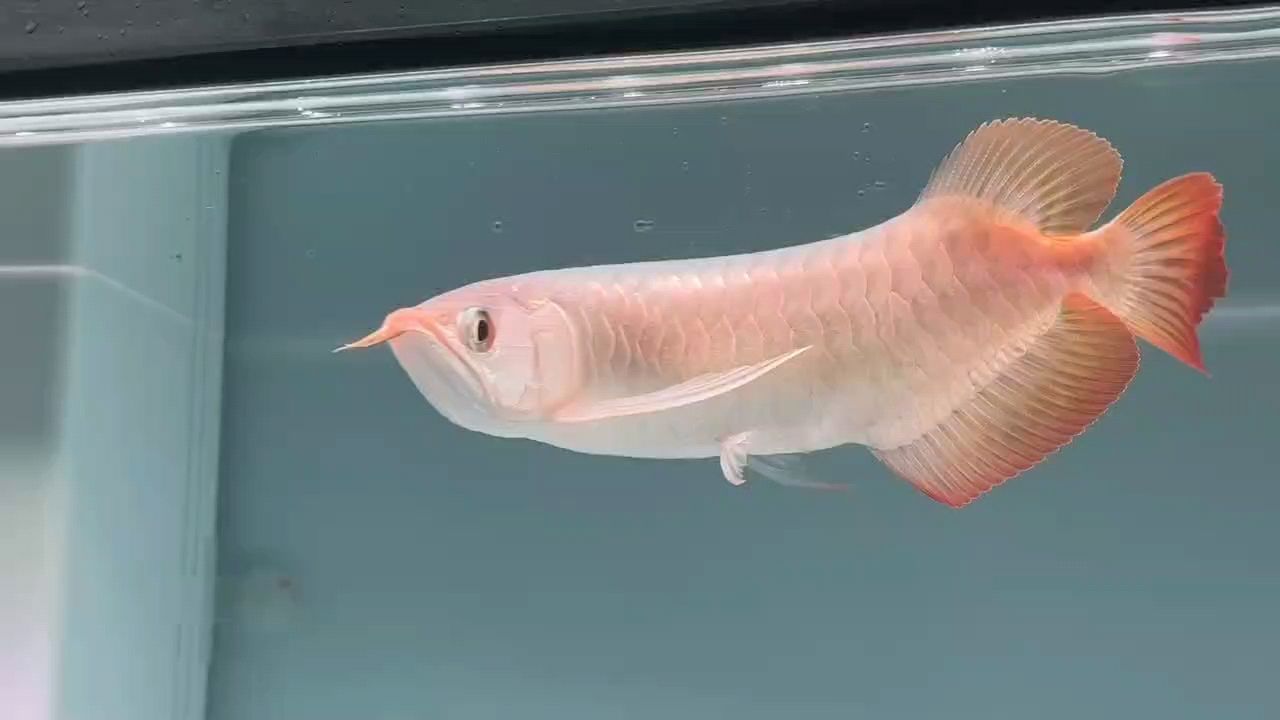 魚(yú)缸過(guò)濾器選購(gòu)指南:自制魚(yú)缸過(guò)濾器魚(yú)缸上置過(guò)濾器對(duì)于養(yǎng)魚(yú)愛(ài)好者的必備知識(shí) 入缸記錄 龍魚(yú)論壇 入缸記錄 入缸記錄 龍魚(yú)論壇