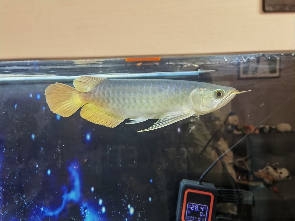 這是綠皮辣椒嗎，算是粗框還是細框的[yiwen]