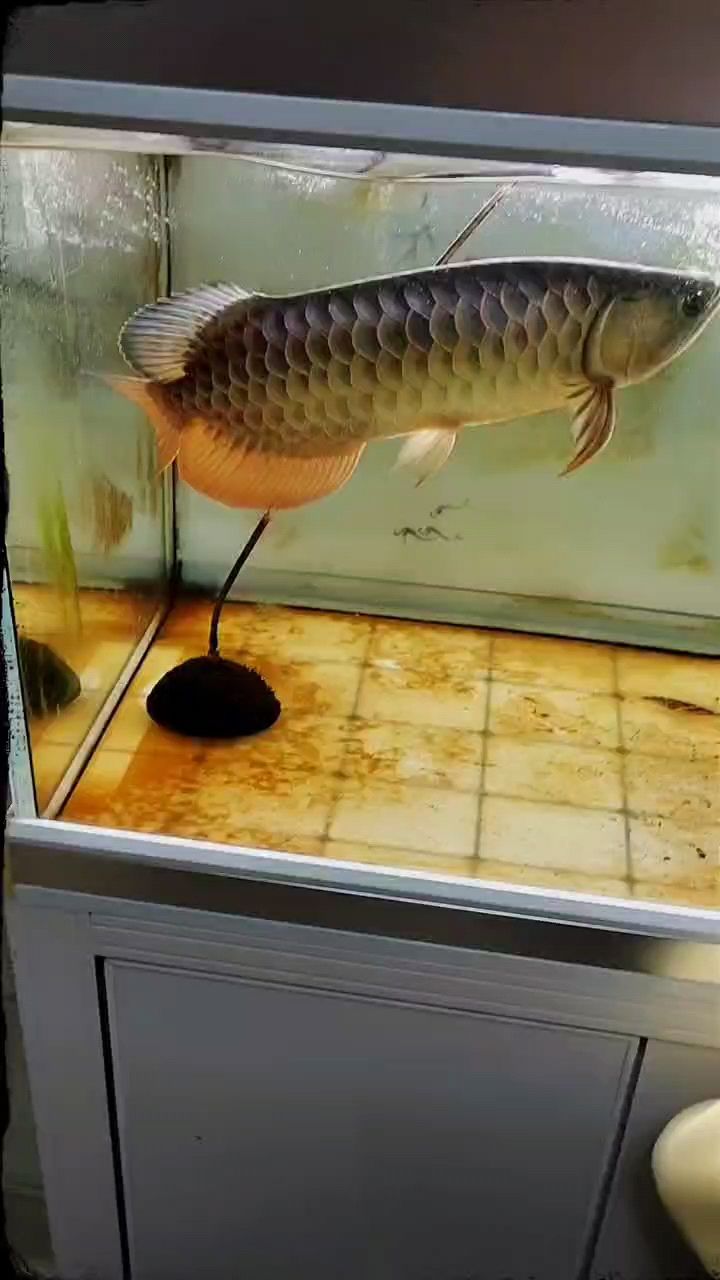 龍魚日常喂食