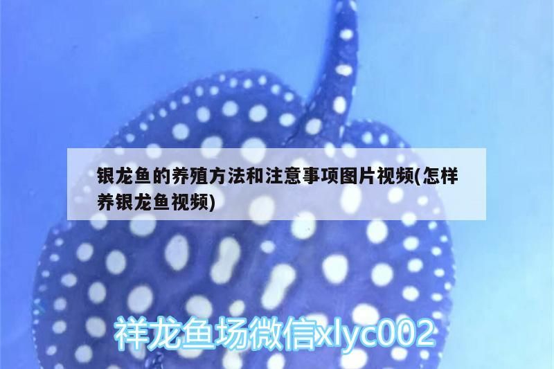 銀龍魚的養殖方法和注意事項圖片視頻(怎樣養銀龍魚視頻)