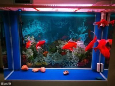 開水族館起什么名字 旺店（以水族館為主題的商店起名字時(shí)） 開水族館起什么名字 旺店（以水族館為主題的商店起名字時(shí)） 水族館百科（水族館加盟） 第4張