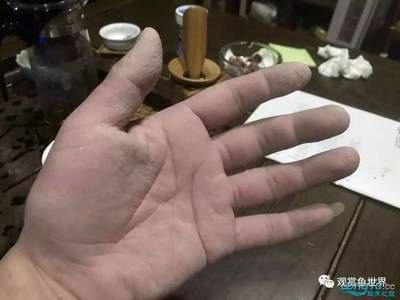 魟魚拉的白色絮狀是什么蟲子：魟魚拉出的白色絮狀物是什么蟲子
