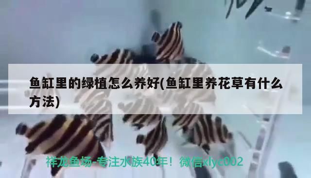 魚缸里的綠植怎么養好(魚缸里養花草有什么方法)