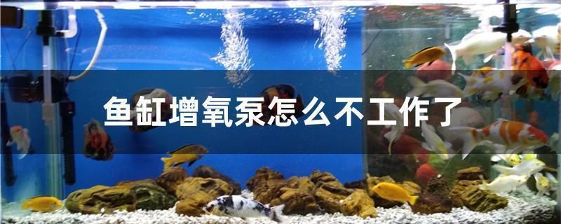 魚缸增氧泵不工作了怎么修，如何選擇合適的魚缸增氧泵