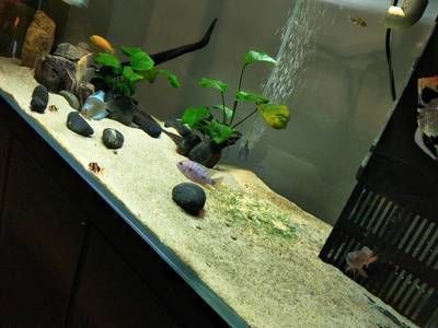 蘇虎魚缸內環境布置技巧，蘇虎魚缸內環境布置技巧主要包括選擇合適的底泥和砂