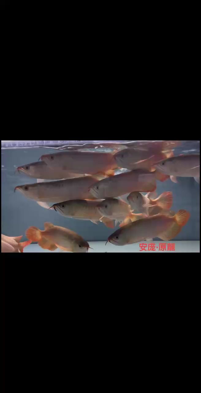 印尼虎魚多少溫度飼養最好:印尼虎魚多少溫度飼養最好印尼虎魚多少溫度飼養最好 安龐越養越出彩 龍魚論壇 安龐越養越出彩 安龐越養越出彩 龍魚論壇