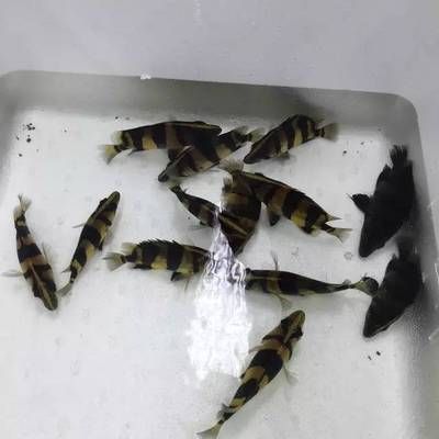 印尼虎魚繁殖周期探究，關于印尼虎魚的繁殖周期的探究
