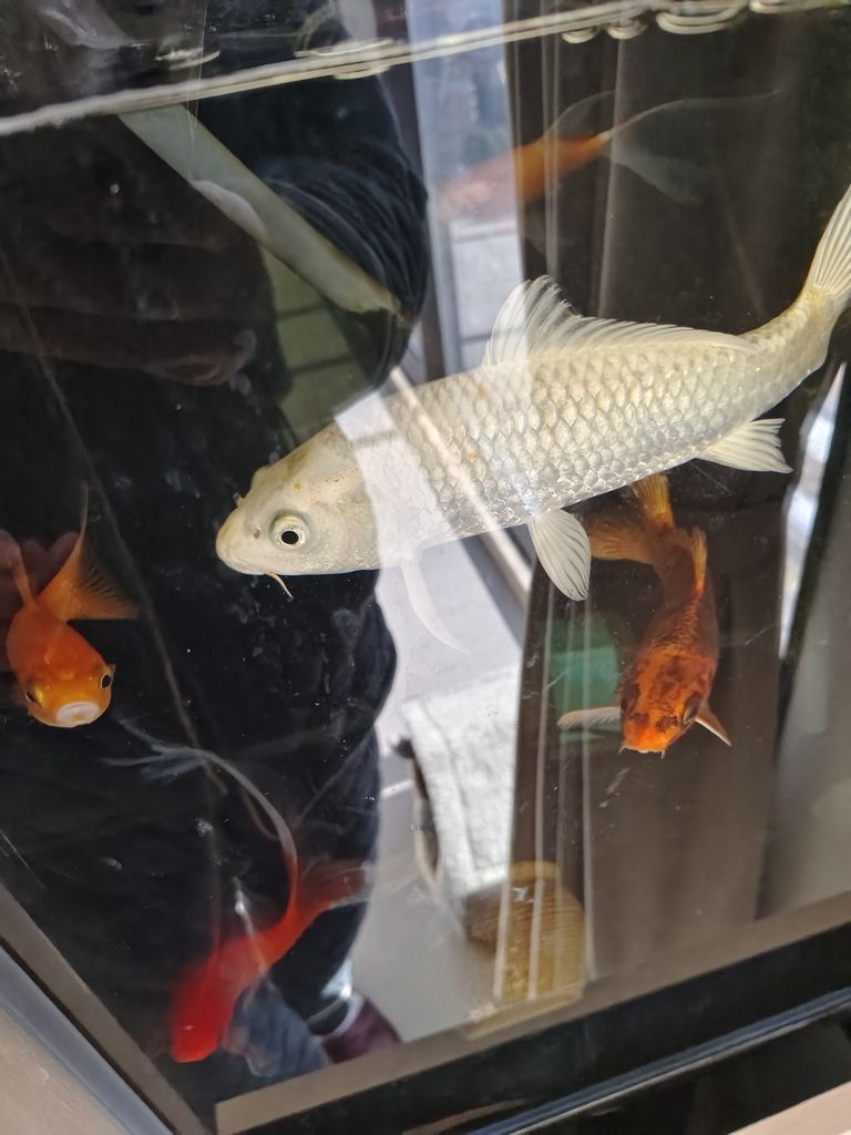 可以的