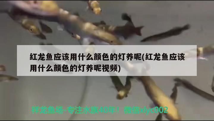 吉印刀鋒能養水草嗎:吉印刀鋒能照出青苔嗎 吉印水族 第2張 吉印刀鋒能養水草嗎:吉印刀鋒能照出青苔嗎 吉印刀鋒能養水草嗎:吉印刀鋒能照出青苔嗎 吉印水族 第2張
