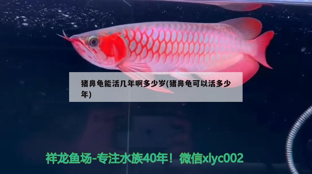 豬鼻龜能活幾年啊多少歲(豬鼻龜可以活多少年)