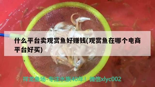 什么平臺賣觀賞魚好賺錢(觀賞魚在哪個電商平臺好買)
