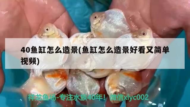 40魚缸怎么造景(魚缸怎么造景好看又簡單視頻)