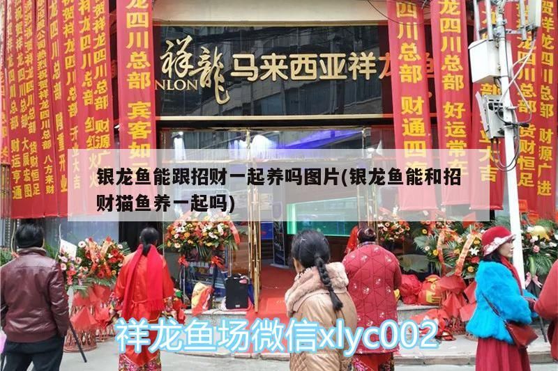 銀龍魚能跟招財一起養嗎圖片(銀龍魚能和招財貓魚養一起嗎)