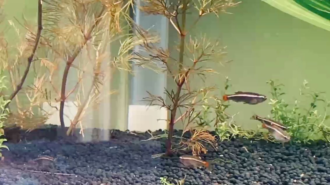 龍魚干蝦有營養嗎 再加個缸 龍魚論壇 再加個缸 再加個缸 龍魚論壇