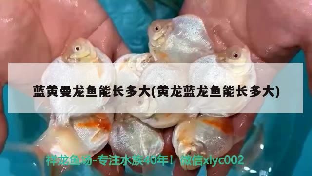 藍黃曼龍魚能長多大(黃龍藍龍魚能長多大)