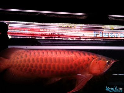 紅龍魚是什么品種的龍魚：紅龍魚養殖需要注意以下幾個方面 紅龍魚是什么品種的龍魚：紅龍魚養殖需要注意以下幾個方面 紅龍魚百科 第1張