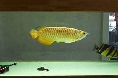 給龍魚補充維生素用什么好vs祥龍魚場：給龍魚補充維生素的最佳選擇——祥龍魚場\