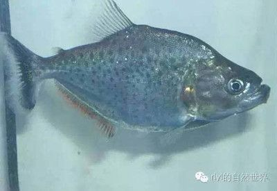 虎魚分類介紹：虎魚分類介紹虎魚分類介紹