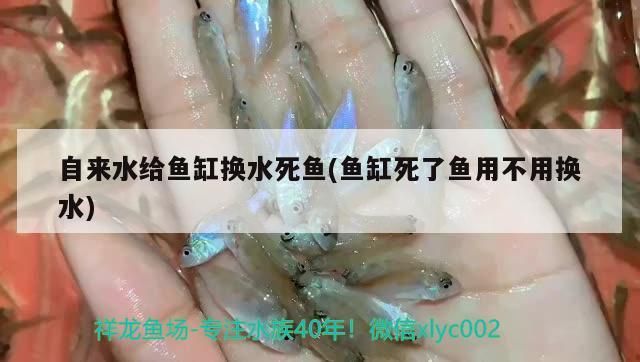 金龍魚的樣子圖片欣賞視頻(金龍魚圖片大全圖片高清) 金龍魚的樣子圖片欣賞視頻(金龍魚圖片大全圖片高清) 觀賞魚百科