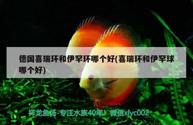 德國喜瑞環和伊罕環哪個好(喜瑞環和伊罕球哪個好)