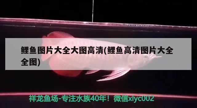 鯉魚圖片大全大圖高清(鯉魚高清圖片大全全圖) 鯉魚圖片大全大圖高清(鯉魚高清圖片大全全圖) 元寶鳳凰魚百科