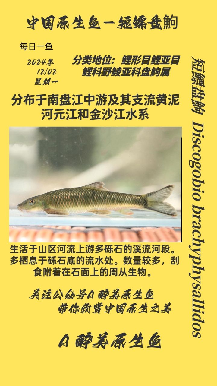 短鰾盤鮈