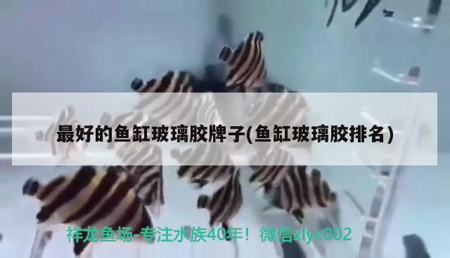 最好的魚缸玻璃膠牌子(魚缸玻璃膠排名)