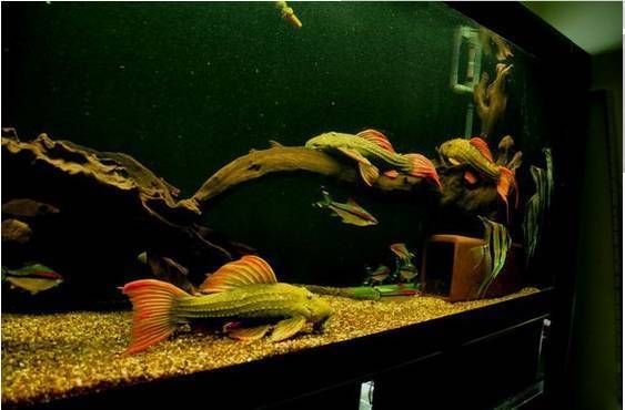 水溫低導致龍魚翻肚的緊急救治方法，水溫驟降致龍魚翻肚？3步緊急搶救法保命！ 水溫低導致龍魚翻肚的緊急救治方法，水溫驟降致龍魚翻肚？3步緊急搶救法保命！ 龍魚百科 第2張