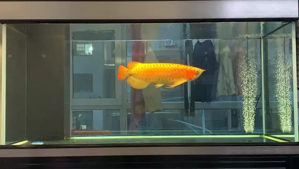 發(fā)色了