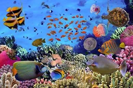 水族館又叫什么（青島水族館是一個多功能的機構(gòu)）