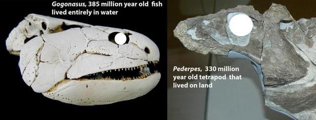水深2米一畝可養多少魚？科學養殖密度解析，水深2米一畝魚塘的科學養殖密度計算與解析