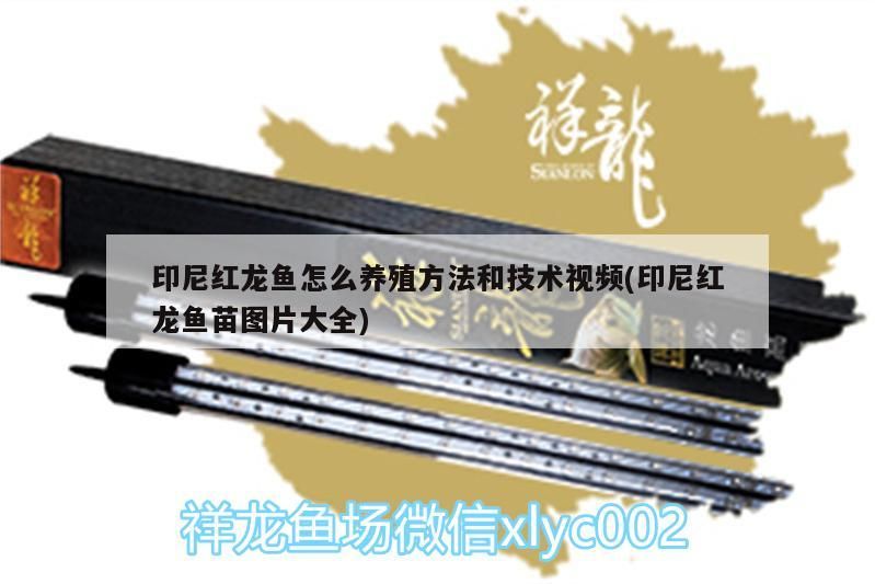 印尼紅龍魚怎么養殖方法和技術視頻(印尼紅龍魚苗圖片大全)