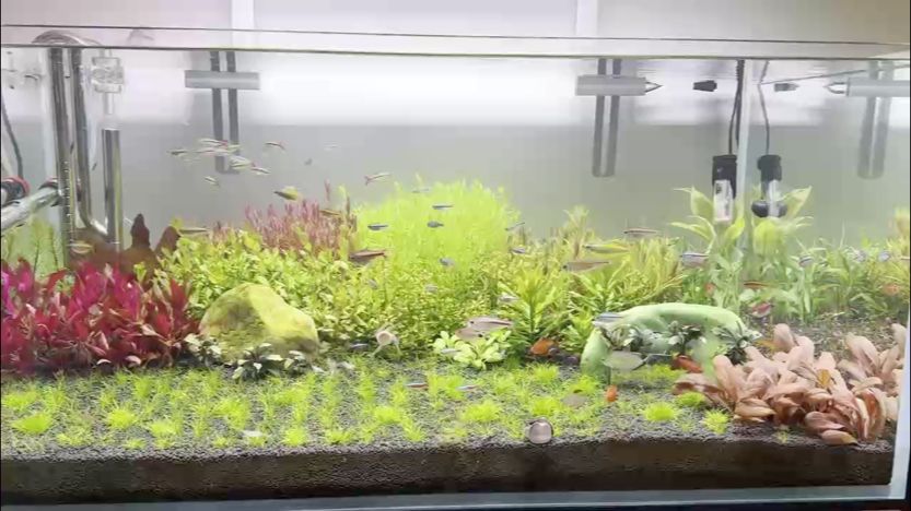 小家伙成群游起來了