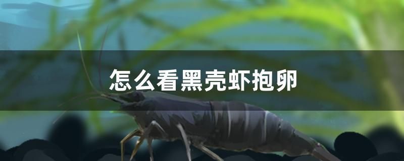 怎么看黑殼蝦抱卵
