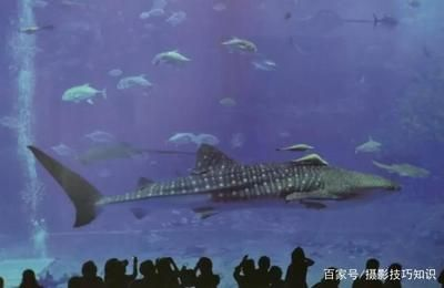 開一個水族館有前景嗎：開一個水族館前景如何