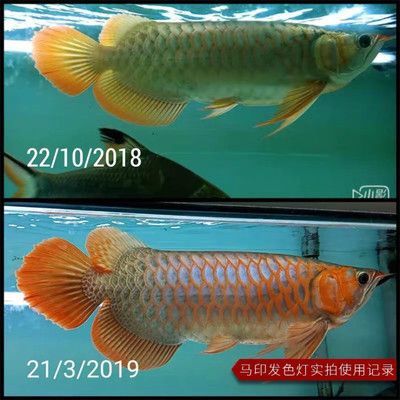 馬印的發色燈怎么樣好用嗎：馬印發色燈怎么樣好用