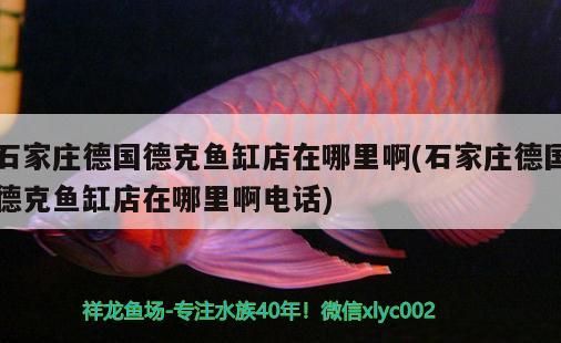 冬天紅龍魚水溫多少合適養 冬天紅龍魚水溫多少合適養活