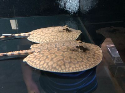 魟魚(yú)灰盤什么意思：\"魟魚(yú)灰盤\"是指魟魚(yú)的一種體色特征 魟魚(yú)灰盤什么意思：\"魟魚(yú)灰盤\"是指魟魚(yú)的一種體色特征 魟魚(yú)百科 第1張