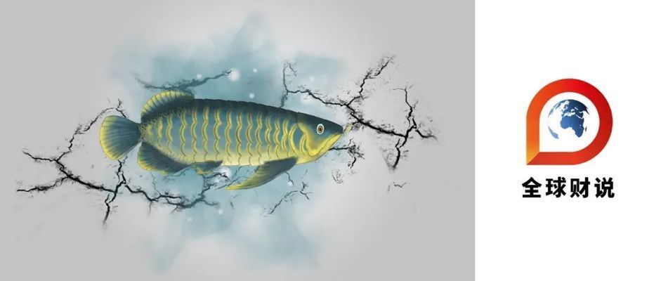 龍魚肚子脹氣怎么辦vs祥龍魚場：祥龍魚場的龍魚品種介紹 龍魚肚子脹氣怎么辦vs祥龍魚場：祥龍魚場的龍魚品種介紹 vs祥龍魚場 第4張