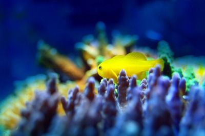 祥龍藍珀金龍魚日常養護方法：金龍魚對水質的要求比較高，需要保持水質清潔、無毒素